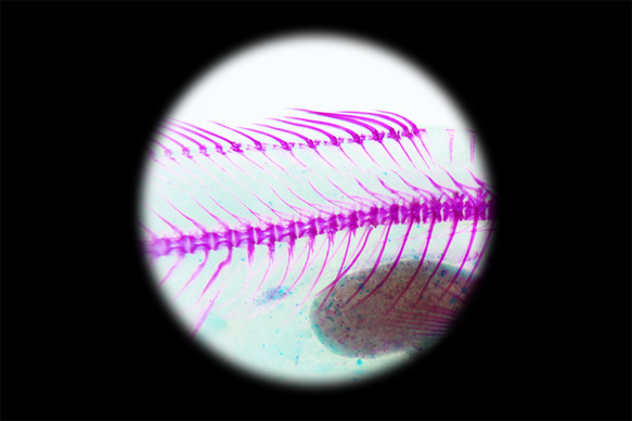 【透明ハーバリウム工房 フィッシュハート】透明標本 - オオクチバス Micropterus salmoides 13枚目の画像