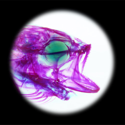 【透明ハーバリウム工房 フィッシュハート】透明標本 - オオクチバス Micropterus salmoides 11枚目の画像