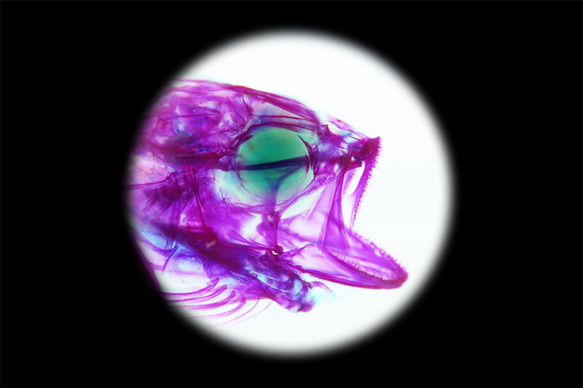 【透明ハーバリウム工房 フィッシュハート】透明標本 - オオクチバス Micropterus salmoides 11枚目の画像