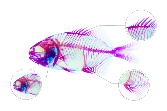 【透明標本工房 fishheart】透明標本 - 布氏鯧鰺 Trachinotus blochii 第12張的照片