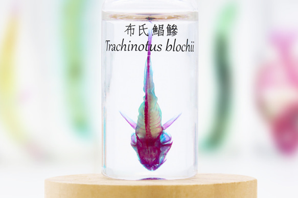 【透明標本工房 fishheart】透明標本 - 布氏鯧鰺 Trachinotus blochii 第4張的照片