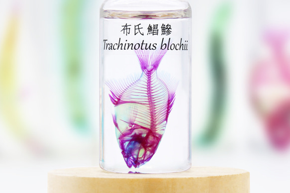 【透明標本工房 fishheart】透明標本 - 布氏鯧鰺 Trachinotus blochii 第3張的照片