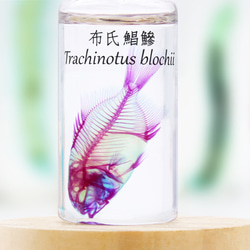 【透明標本工房 fishheart】透明標本 - 布氏鯧鰺 Trachinotus blochii 第5張的照片
