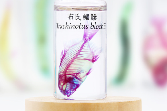 【透明標本工房 fishheart】透明標本 - 布氏鯧鰺 Trachinotus blochii 第5張的照片