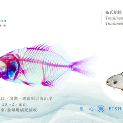 【透明標本工房 fishheart】透明標本 - 布氏鯧鰺 Trachinotus blochii 第8張的照片