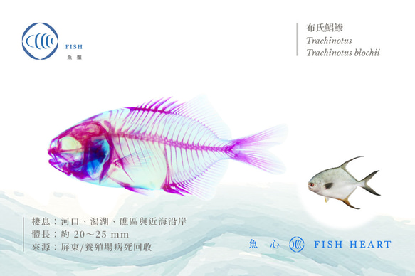 【透明標本工房 fishheart】透明標本 - 布氏鯧鰺 Trachinotus blochii 第8張的照片