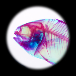 【透明標本工房 fishheart】透明標本 - 布氏鯧鰺 Trachinotus blochii 第13張的照片