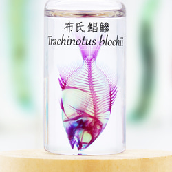 【透明標本工房 fishheart】透明標本 - 布氏鯧鰺 Trachinotus blochii 第2張的照片