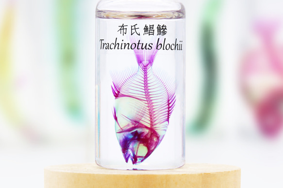 【透明標本工房 fishheart】透明標本 - 布氏鯧鰺 Trachinotus blochii 第2張的照片