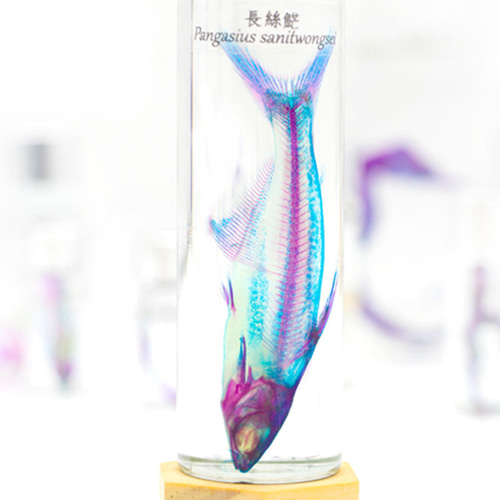 透明標本工房 フィッシュハート】 透明標本 - Pangasius sanitwongsei