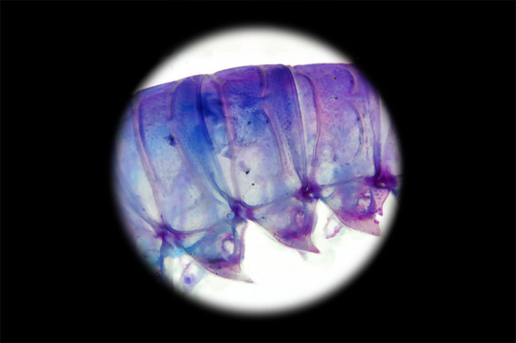 【透明標本工房 fishheart】 透明標本 - 紅斑後海螯蝦 Metanephrops thomsoni 第17張的照片