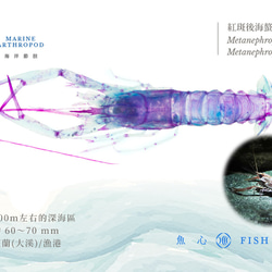 【透明標本工房 fishheart】 透明標本 - 紅斑後海螯蝦 Metanephrops thomsoni 第5張的照片