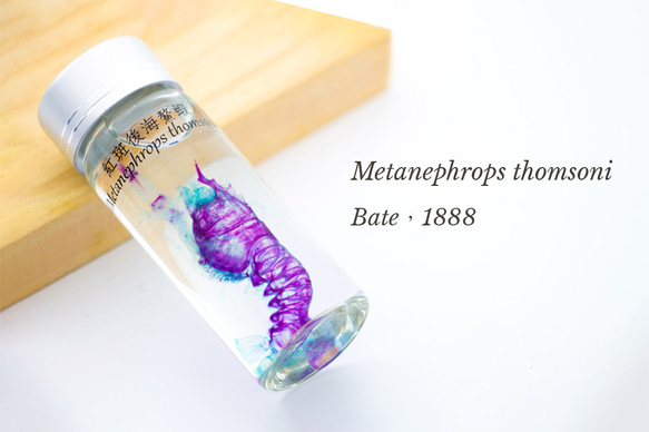 【透明標本工房 fishheart】 透明標本 - 紅斑後海螯蝦 Metanephrops thomsoni 第4張的照片