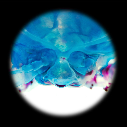 透明標本工房フィッシュハート】透明標本 - バチノムス