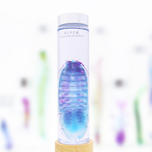 透明標本工房フィッシュハート】透明標本 - バチノムス