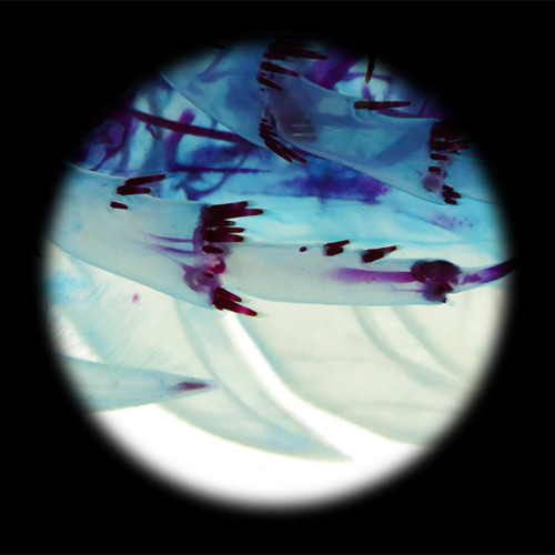 透明標本工房フィッシュハート】透明標本 - バチノムス