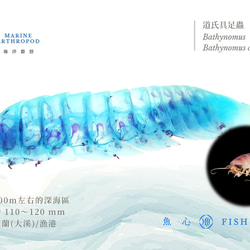 【透明標本工房 fishheart】 透明標本 - 道氏具足蟲  Bathynomus doederleinii 第10張的照片