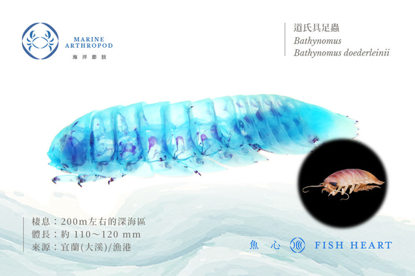 【透明標本工房 fishheart】 透明標本 - 道氏具足蟲  Bathynomus doederleinii 第10張的照片