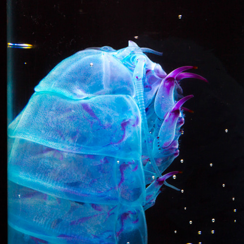 透明標本工房フィッシュハート】透明標本 - バチノムス