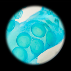 【透明標本工房フィッシュハート】透明標本-ナメダコ・ファンシャオ 12枚目の画像