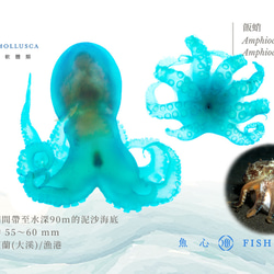 【透明標本工房 fishheart】透明標本 - 飯蛸 Amphioctopus fangsiao 第6張的照片