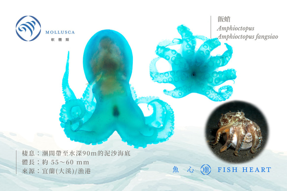 【透明標本工房 fishheart】透明標本 - 飯蛸 Amphioctopus fangsiao 第6張的照片