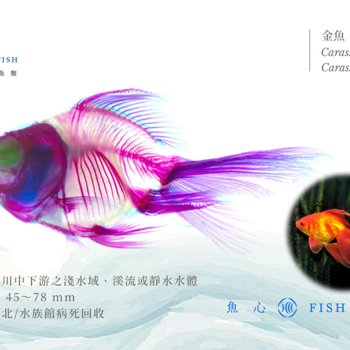 透明標本工房fishheart】透明標本- 金魚Carassius auratus 其他
