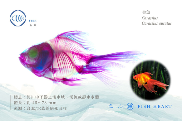 【透明標本工房 fishheart】透明標本 - 金魚 Carassius auratus 第6張的照片