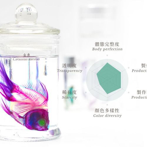 透明標本工房 フィッシュハート】透明標本 - 金魚 Carassius auratus