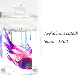 【透明標本工房 fishheart】透明標本 - 金魚 Carassius auratus 第5張的照片
