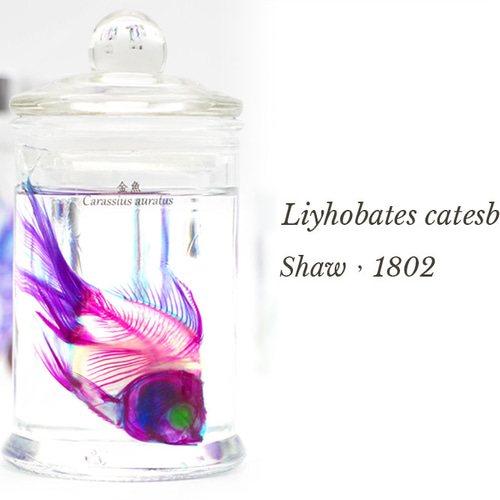 透明標本工房 フィッシュハート】透明標本 - 金魚 Carassius auratus