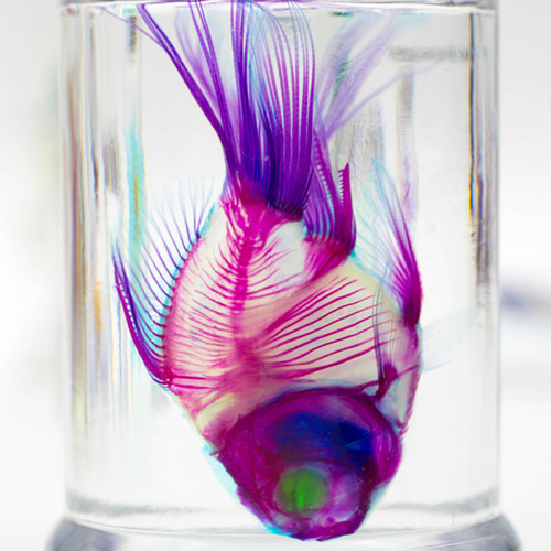 透明標本工房 フィッシュハート】透明標本 - 金魚 Carassius auratus