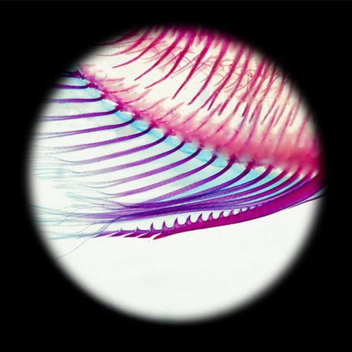 透明標本工房 フィッシュハート】透明標本 - 金魚 Carassius auratus