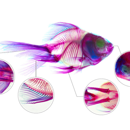 透明標本工房 フィッシュハート】透明標本 - 金魚 Carassius auratus