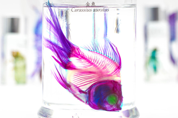 【透明標本工房 fishheart】透明標本 - 金魚 Carassius auratus 第4張的照片