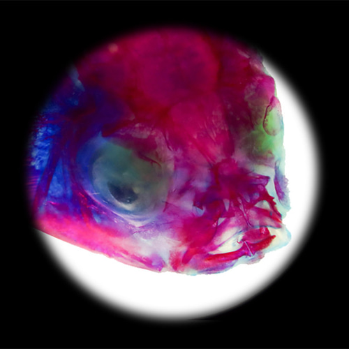 透明標本工房 フィッシュハート】透明標本 - 金魚 Carassius auratus