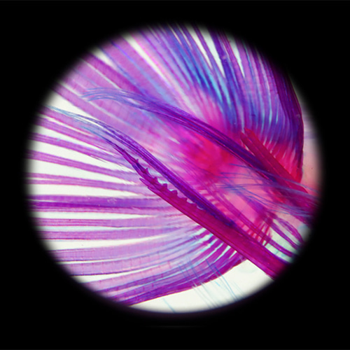 透明標本工房 フィッシュハート】透明標本 - 金魚 Carassius auratus