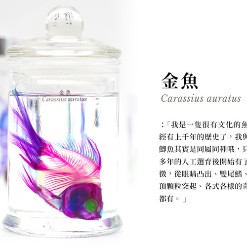 透明標本工房 フィッシュハート】透明標本 - 金魚 Carassius auratus