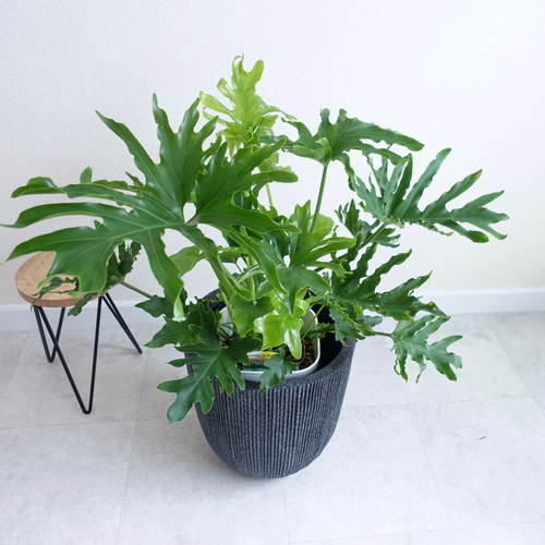 セローム ホープ 根上がり 観葉植物 室内 〈モンステラ ビカクシダ