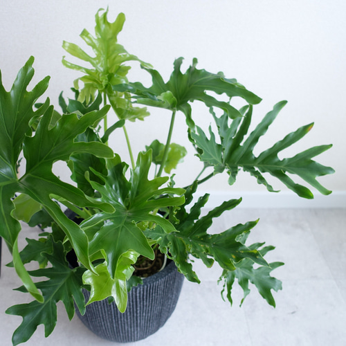 現品　フィロデンドロン　セローム　ホープ　34番　根上がり　観葉植物 セローム・ホープ 052401 販売・通販［詳細ページ］ *tree tree*
