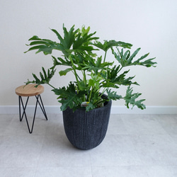 セローム ホープ 根上がり 観葉植物 室内 〈モンステラ ビカクシダ