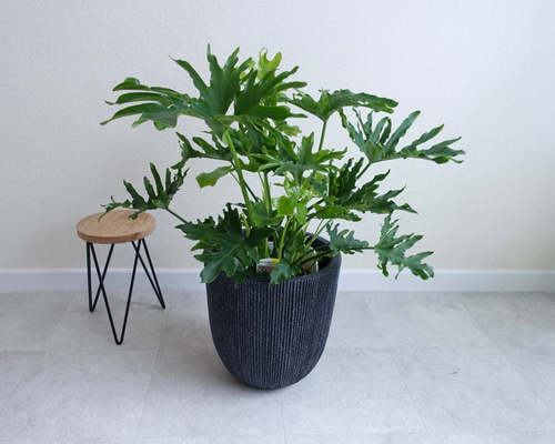 フィロデンドロン・セローム・ホープ【中型 観葉植物 7号鉢／1個