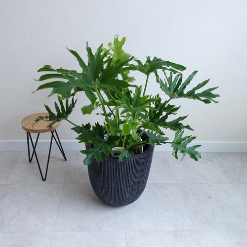 セローム ホープ 根上がり 観葉植物 室内 〈モンステラ