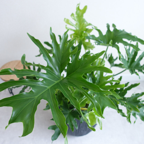 セローム ホープ 根上がり 観葉植物 室内 〈モンステラ