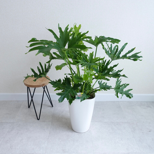 現品　フィロデンドロン　セローム　ホープ　34番　根上がり　観葉植物 迫力あります‼︎ 美株 セローム ホープ 根上り 大株 大型 観葉