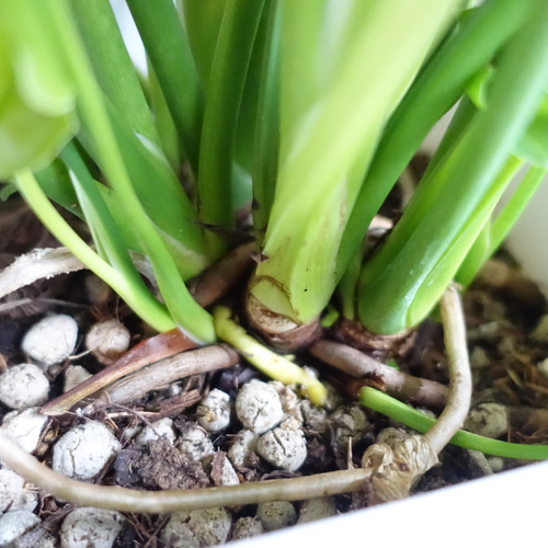 セローム ホープ 根上がり 観葉植物 室内 〈モンステラ セローム ホープ 根上がり 観葉植物 室内 〈モンステラ
