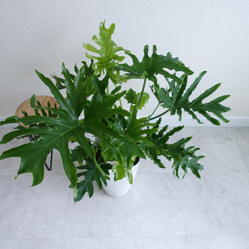 セローム ホープ 根上がり 観葉植物 室内 〈モンステラ セローム ホープ 根上がり 観葉植物 室内 〈モンステラ