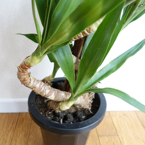 かなり美形です‼︎ ユッカ エレファンティペス 曲がり 観葉植物 室内