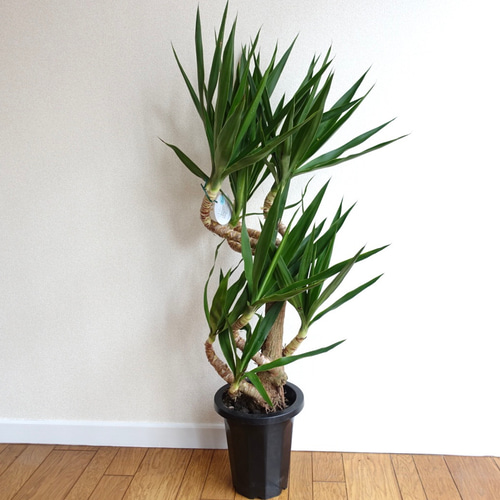 ①　ユッカ　エレファンテイペス　８号　4本植え　美形　最高等級 ユッカ エレファンテイペス 8号 4本植え 美形 最高等級 ユッカ
