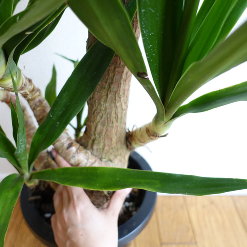 かなり美形です‼︎ ユッカ エレファンティペス 曲がり 観葉植物 室内